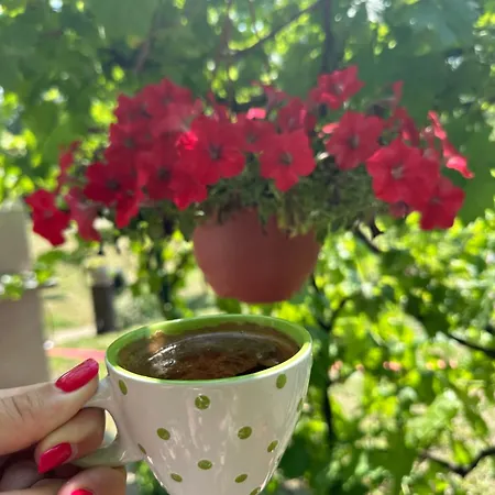 Tresnjin Cvet * Ripanj